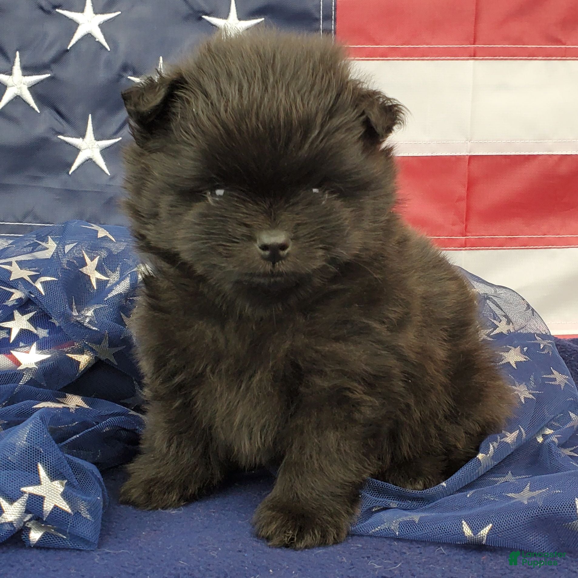 Pomeranian dogs Gage - Ad 20