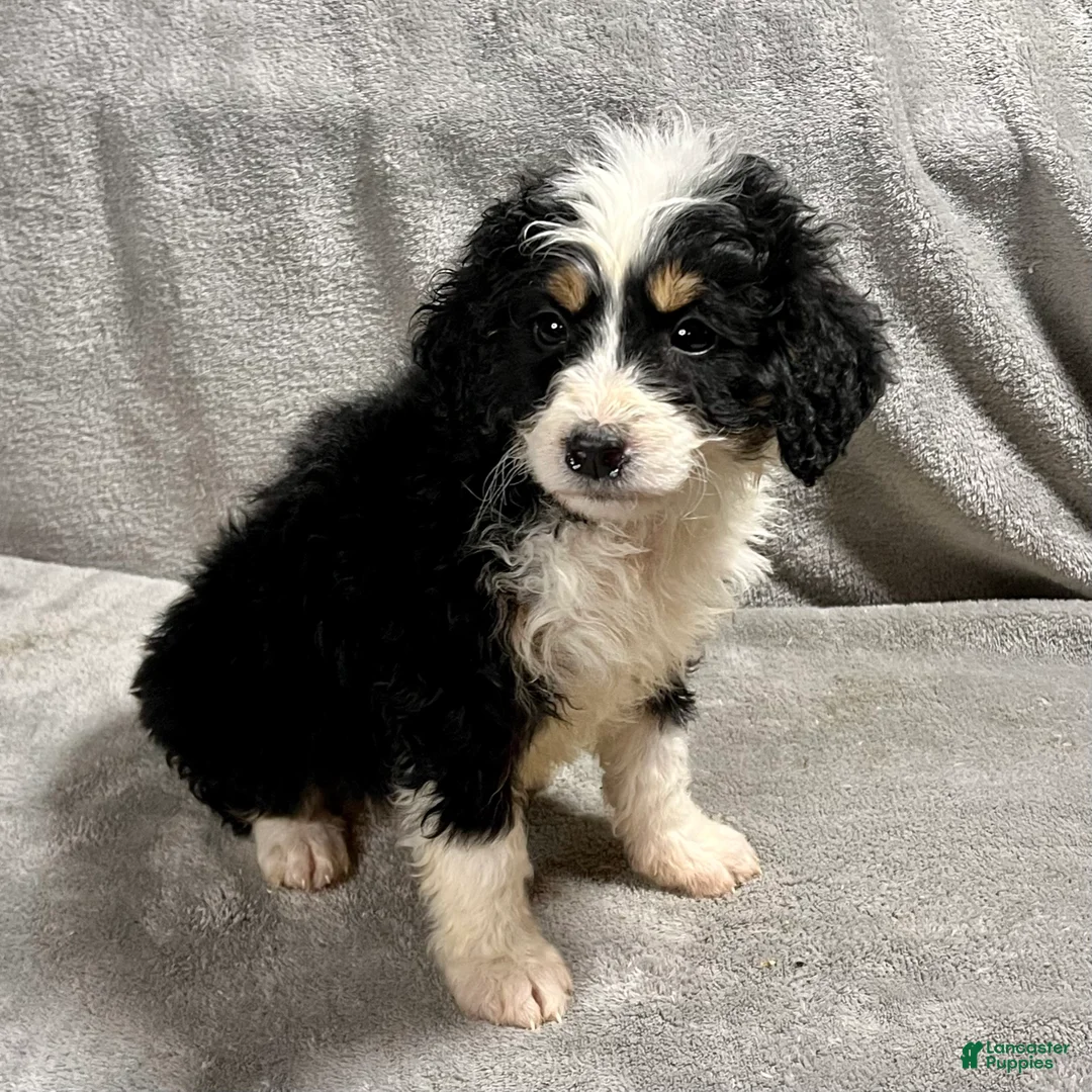 Mini Bernedoodle dogs for sale: Olivia - Ad 5