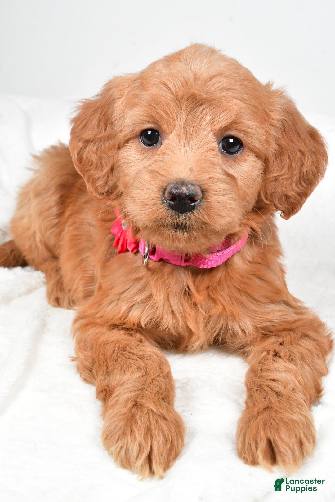 Mini Goldendoodle dogs for sale: Briella - Ad 5