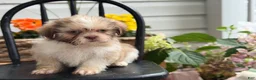 Shih Tzu dogs for sale: Jasper - Ad 16