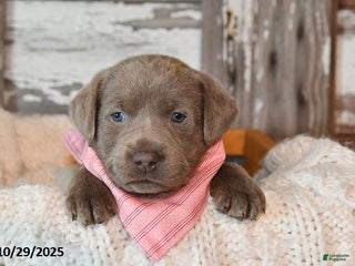 Labrador Retriever dogs - Ad 31