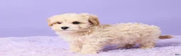 Maltipoo dogs for sale: Asher - Ad 5