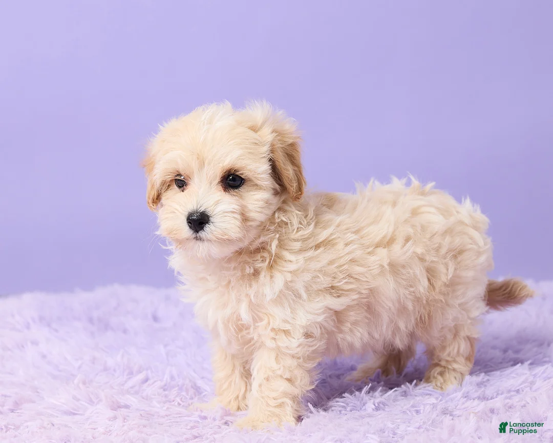 Maltipoo dogs for sale: Asher - Ad 5
