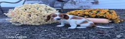 Welsh Springer Spaniel dogs for sale: Lollipop - Ad 1