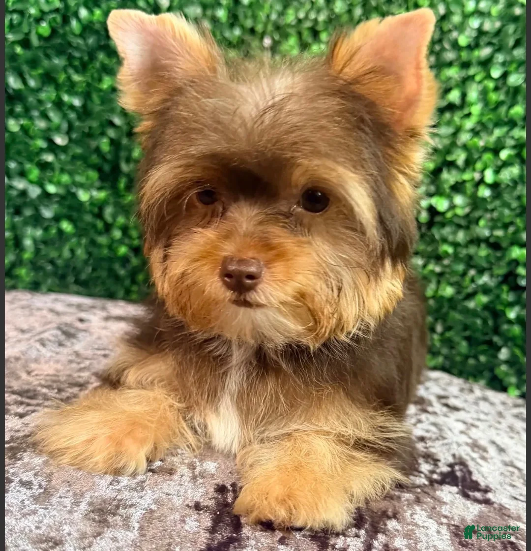 Yorkiepoo dogs for sale: Charlie - Ad 1