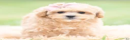 Maltipoo dogs for sale: Cookie - Ad 3