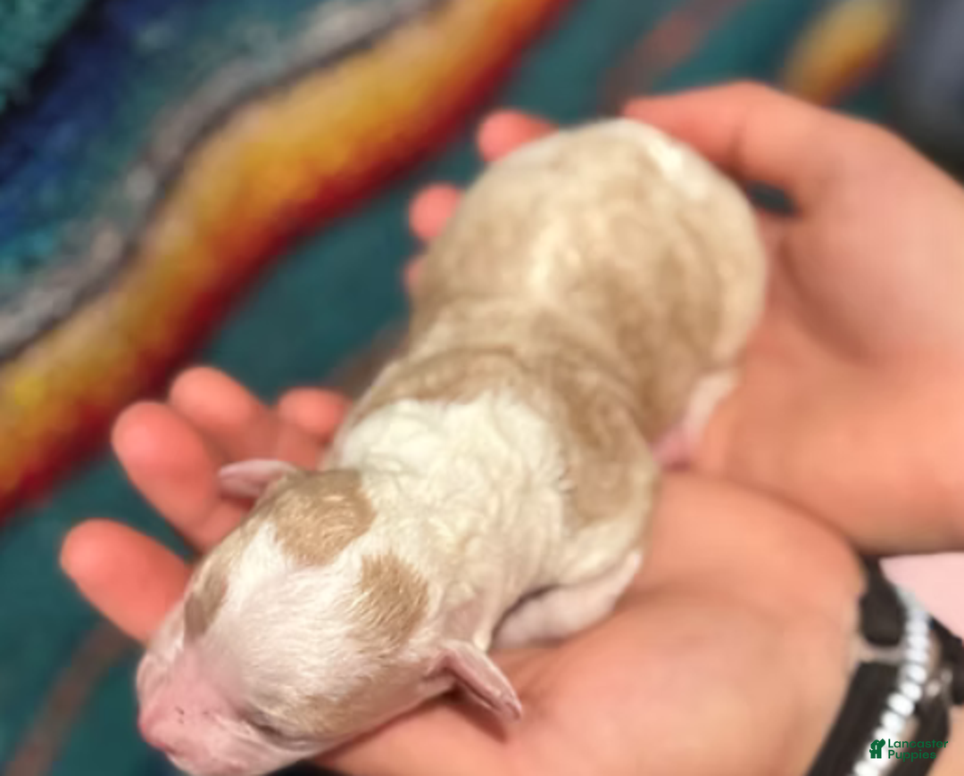 Mini Bernedoodle dogs for sale: Simba - Ad 10