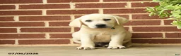 Labrador Retriever dogs for sale: Dynamite - Ad 5