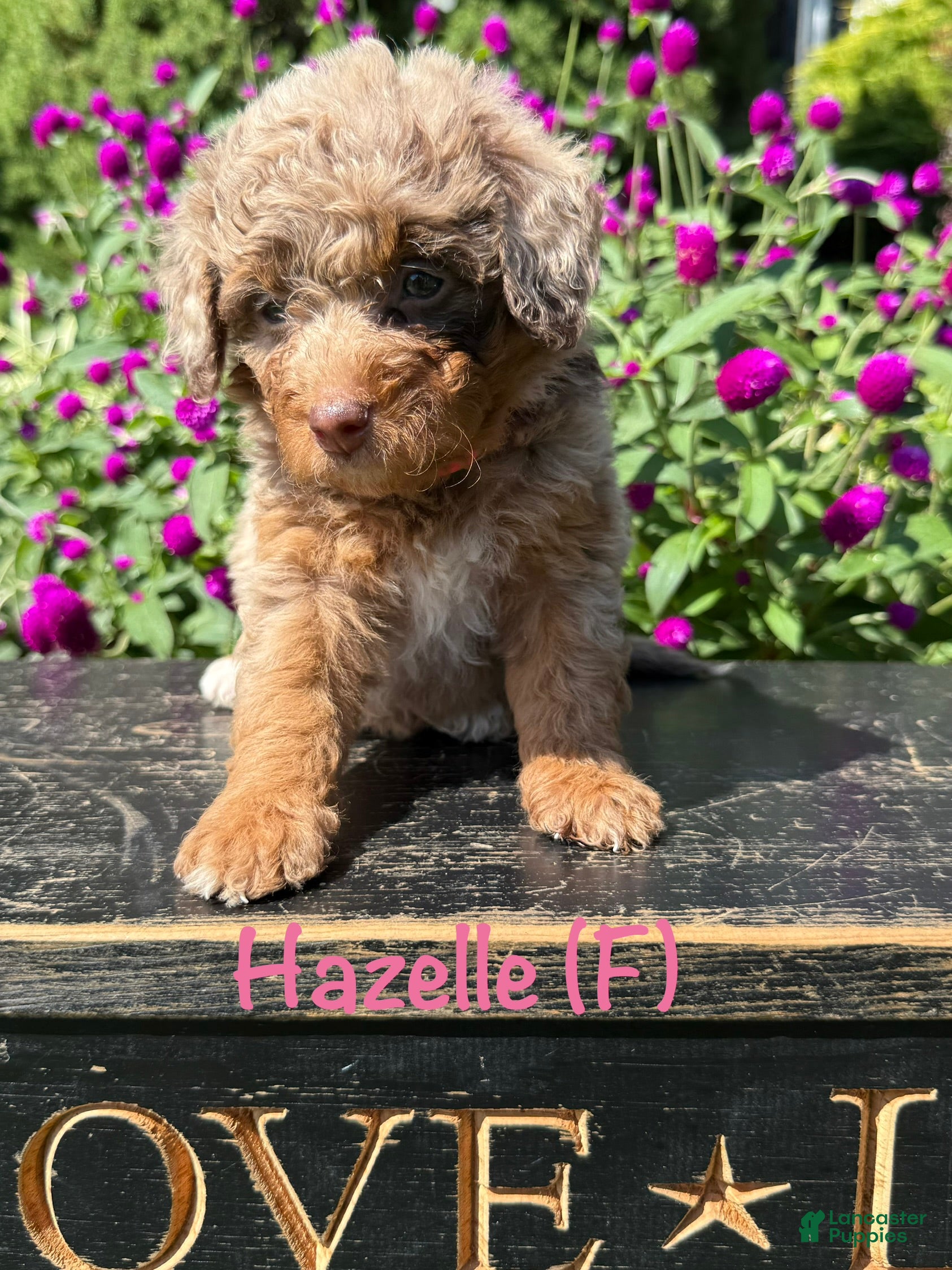 Bernedoodle dogs Hazelle - Ad 2