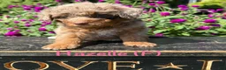 Bernedoodle dogs for sale: Hazelle - Ad 2