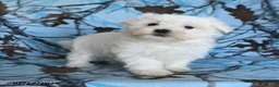 Maltese dogs for sale: Polar - Ad 3
