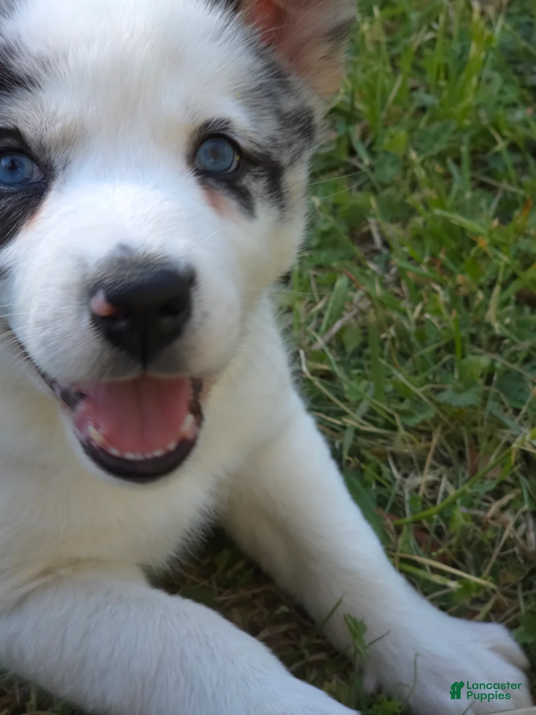Mixed Breed dogs for sale: Aussie Siberian Puppy 1  - Ad 1