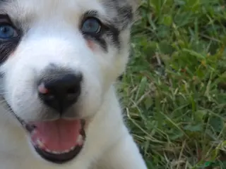 Mixed Breed dogs Aussie Siberian Puppy 1 - Ad 24