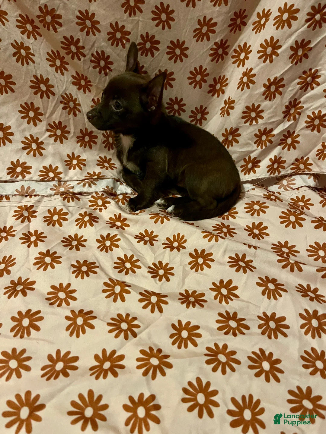 Chihuahua dogs for sale: Chocolate Female  - Ad 2