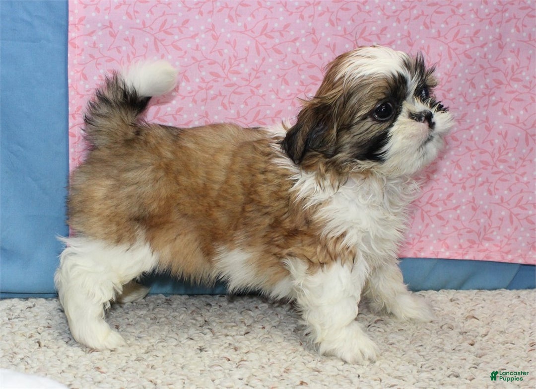 Shih Tzu dogs for sale: Jobelle - Ad 3