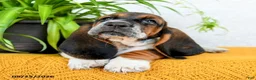 Basset Hound dogs for sale: Dana - Ad 5