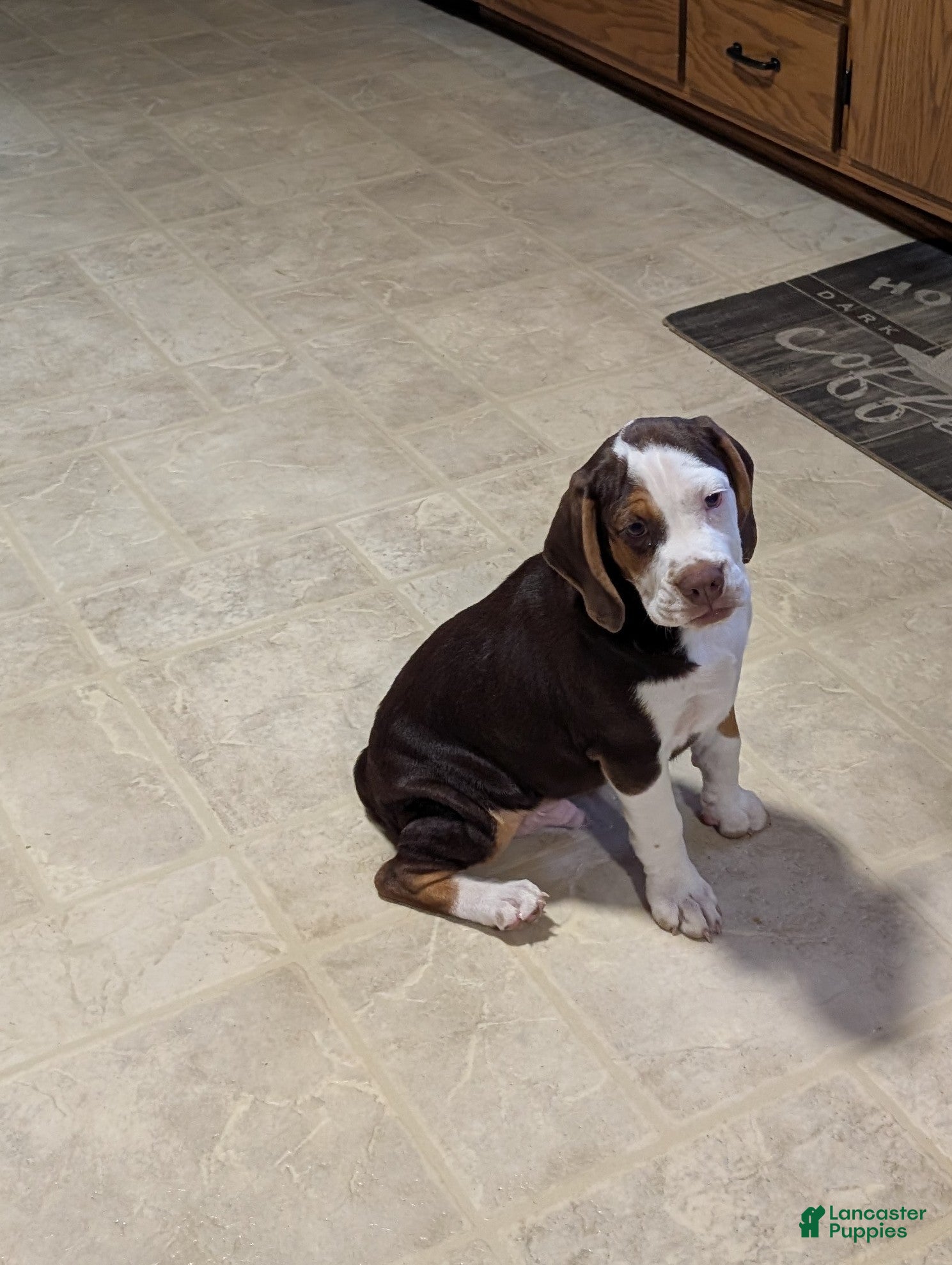 Beabull dogs Max - Ad 1