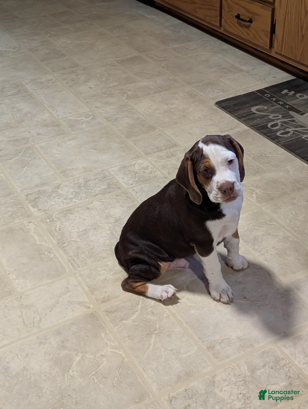 Beabull dogs for sale: Max - Ad 1