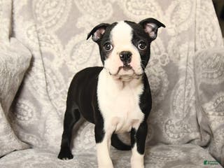 Boston Terrier dogs Jack - Ad 40