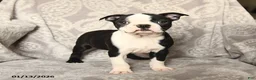 Boston Terrier dogs for sale: Jack  - Ad 1