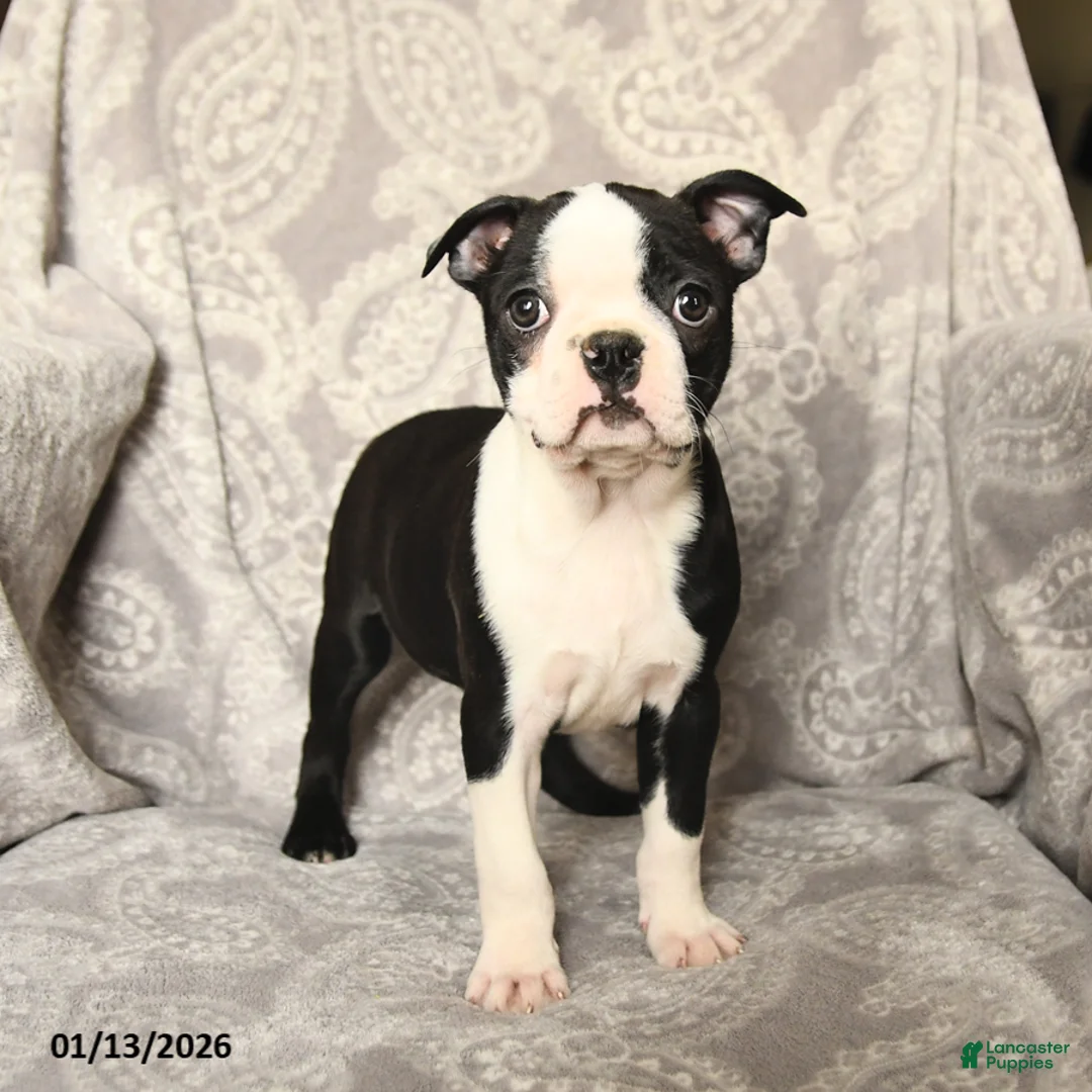 Boston Terrier dogs for sale: Jack  - Ad 1