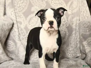 Boston Terrier dogs Jack - Ad 38
