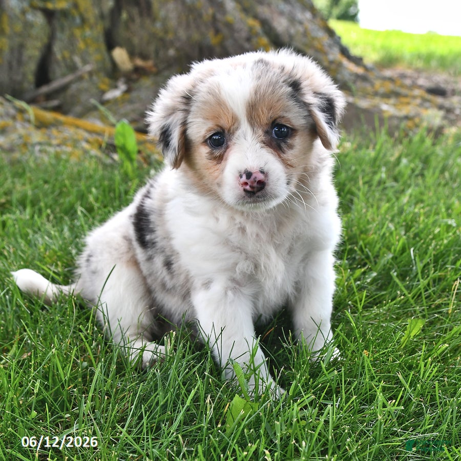 Mixed Breed dogs Avery - Ad 1