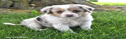 Mixed Breed dogs for sale: Avery - Ad 1