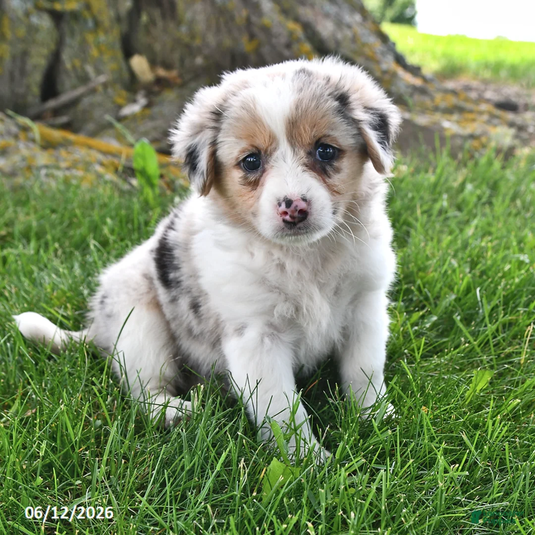 Mixed Breed dogs for sale: Avery - Ad 1