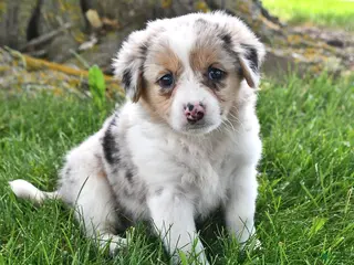 Mixed Breed dogs for sale: Avery - Ad 1