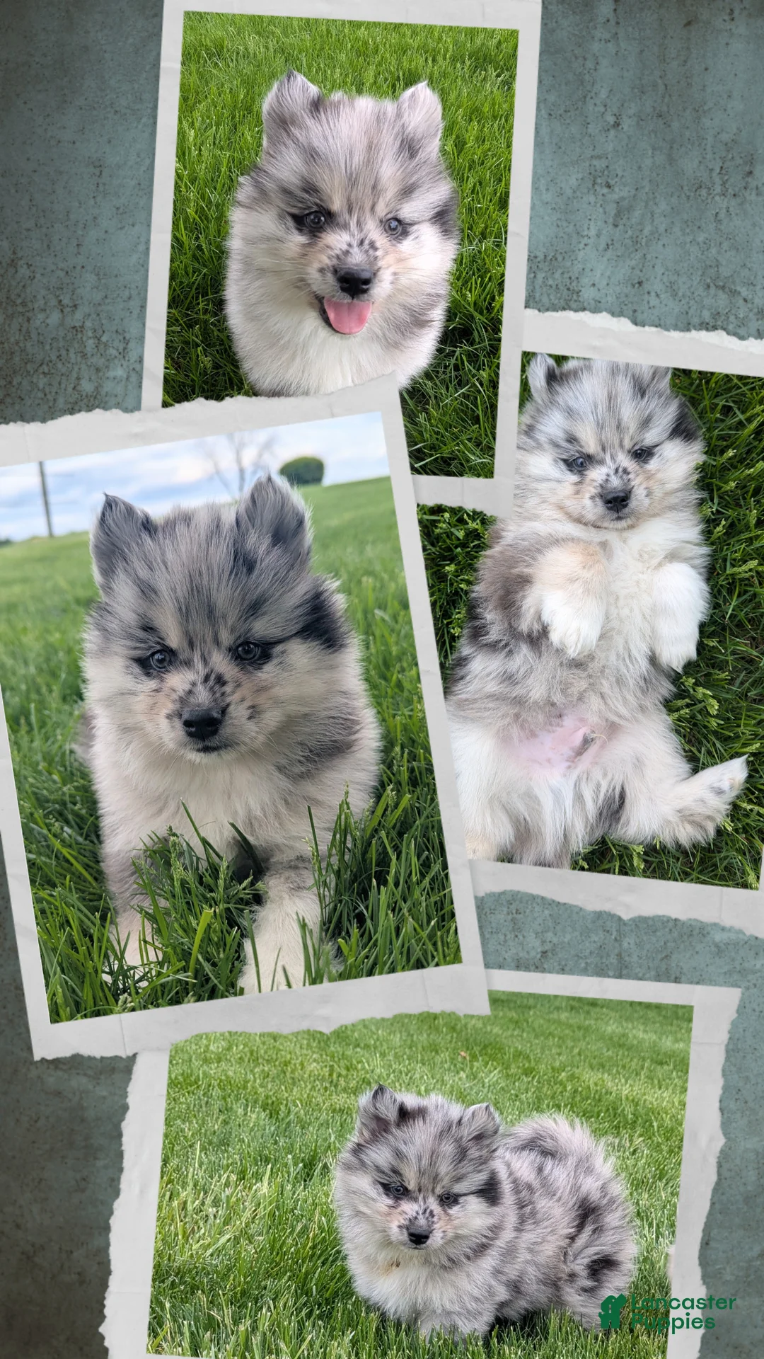 Pomsky dogs for sale: Pomsky Puppy 1 - Ad 2
