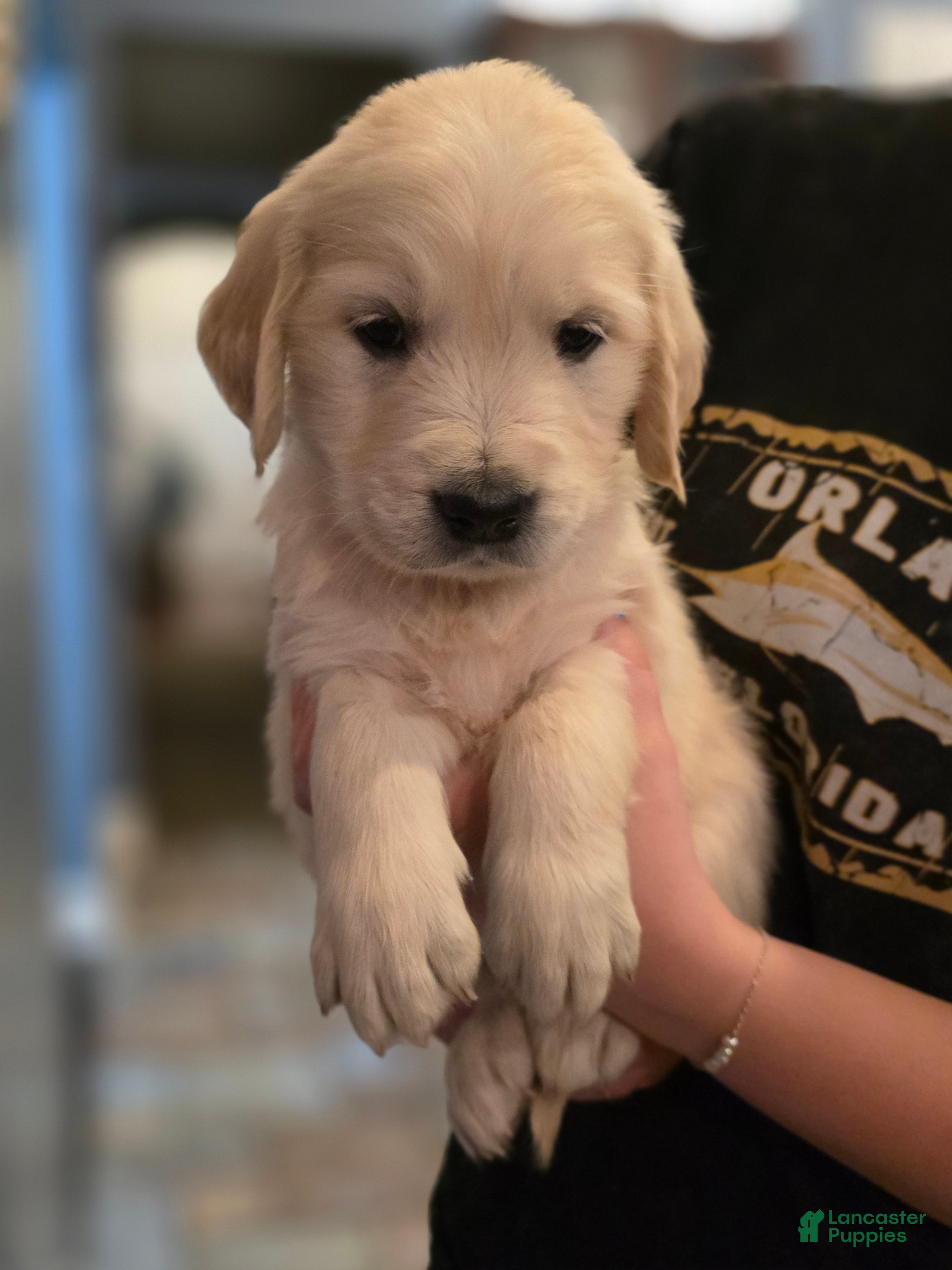 Golden Retriever dogs Cinnamon Toast Crunch, Champion Sired - Ad 1