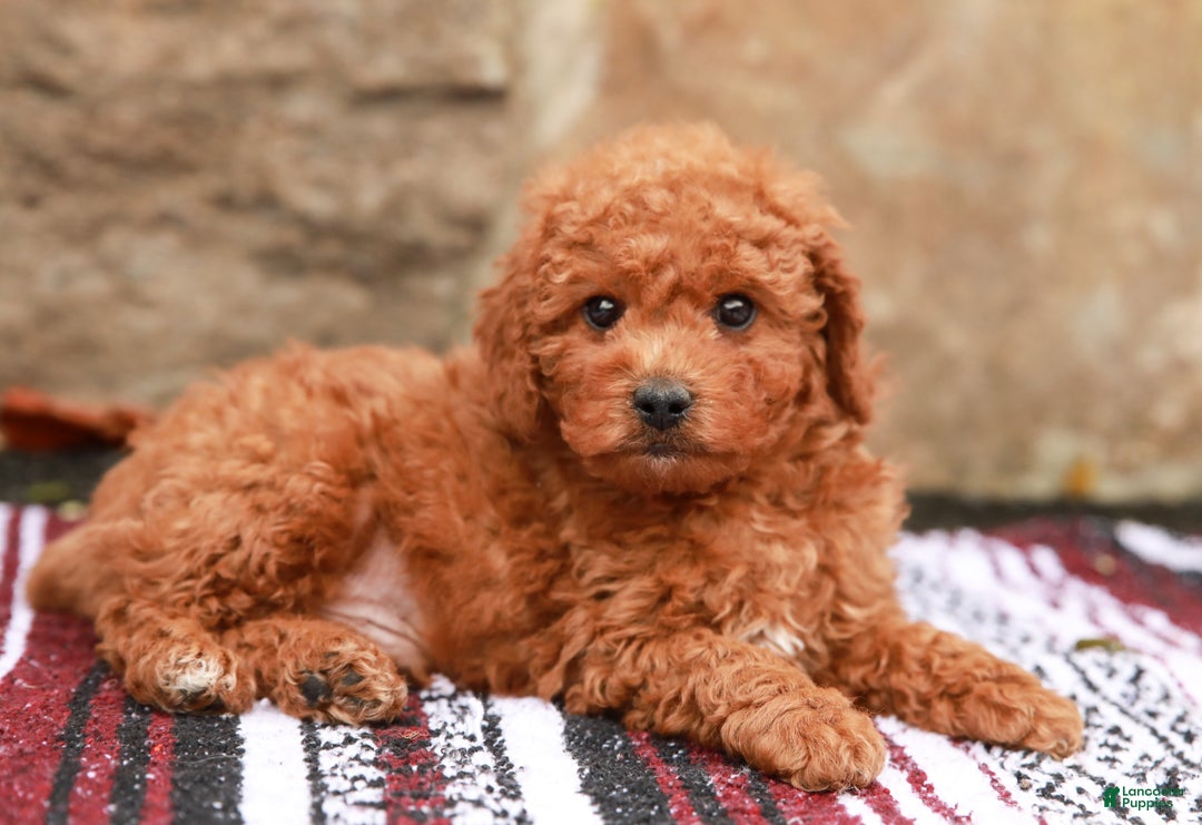 Miniature Labradoodle dogs for sale: Parker - Ad 5