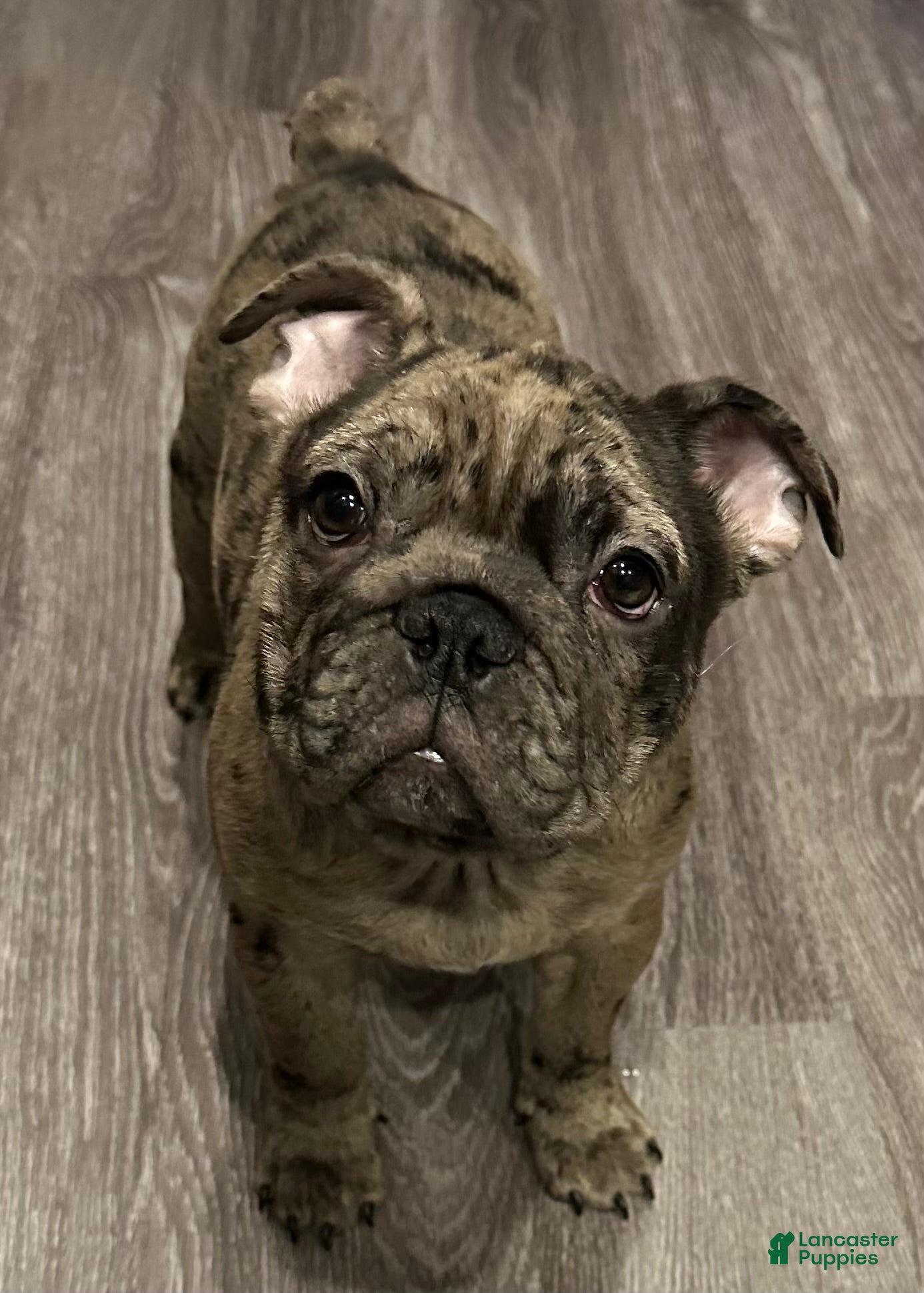 French Bulldog dogs Jonithin - Ad 12