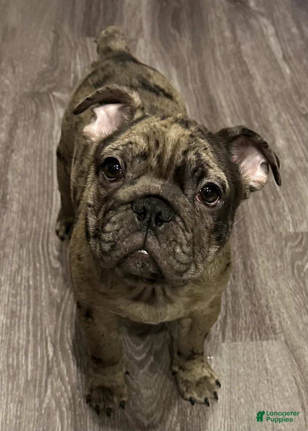 French Bulldog dogs for sale: Jonithin - Ad 1