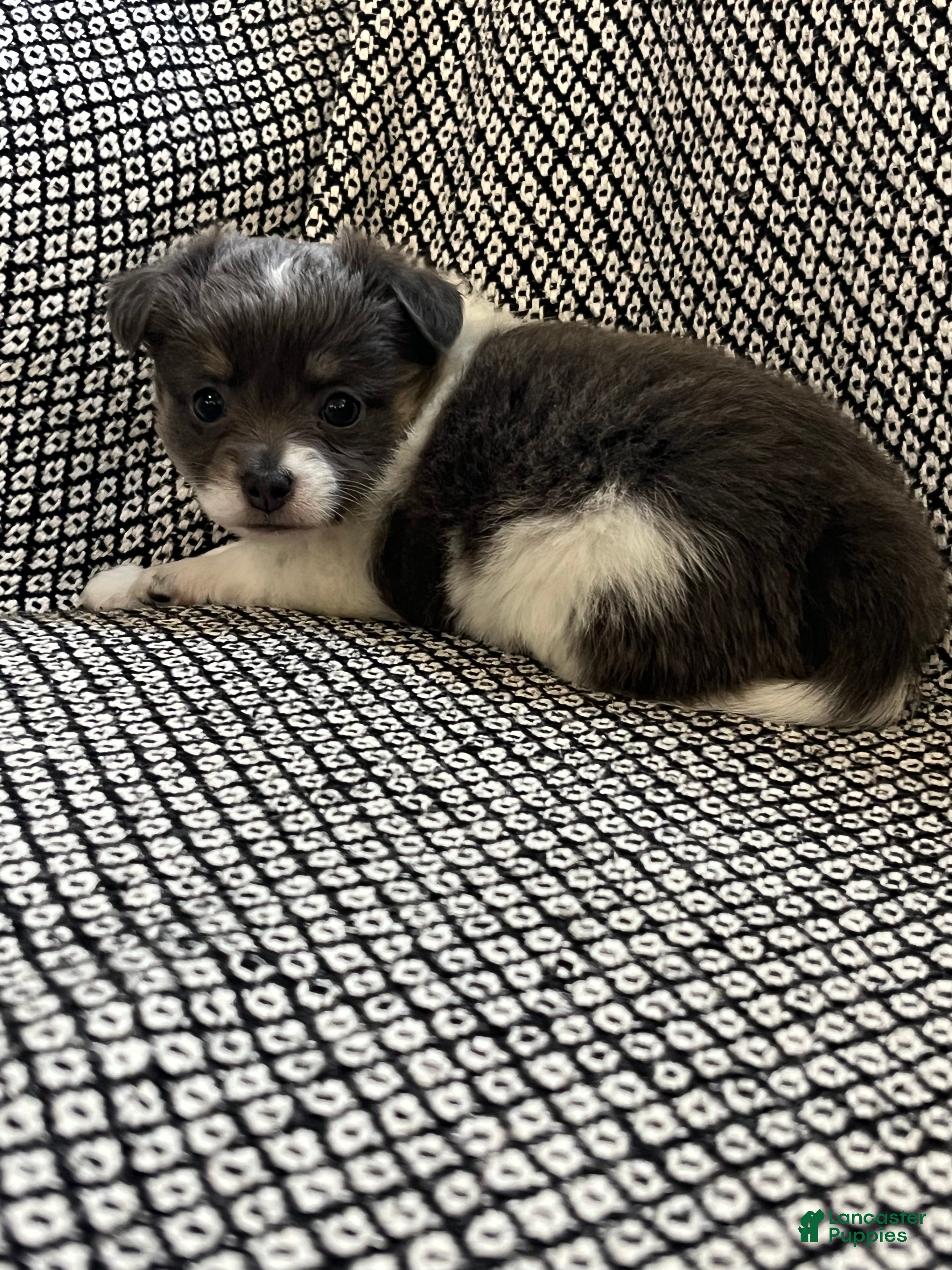 Chihuahua dogs Navaeh - Ad 2