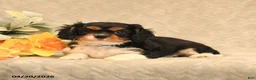 Cavalier King Charles Spaniel dogs for sale: Inky - Ad 5