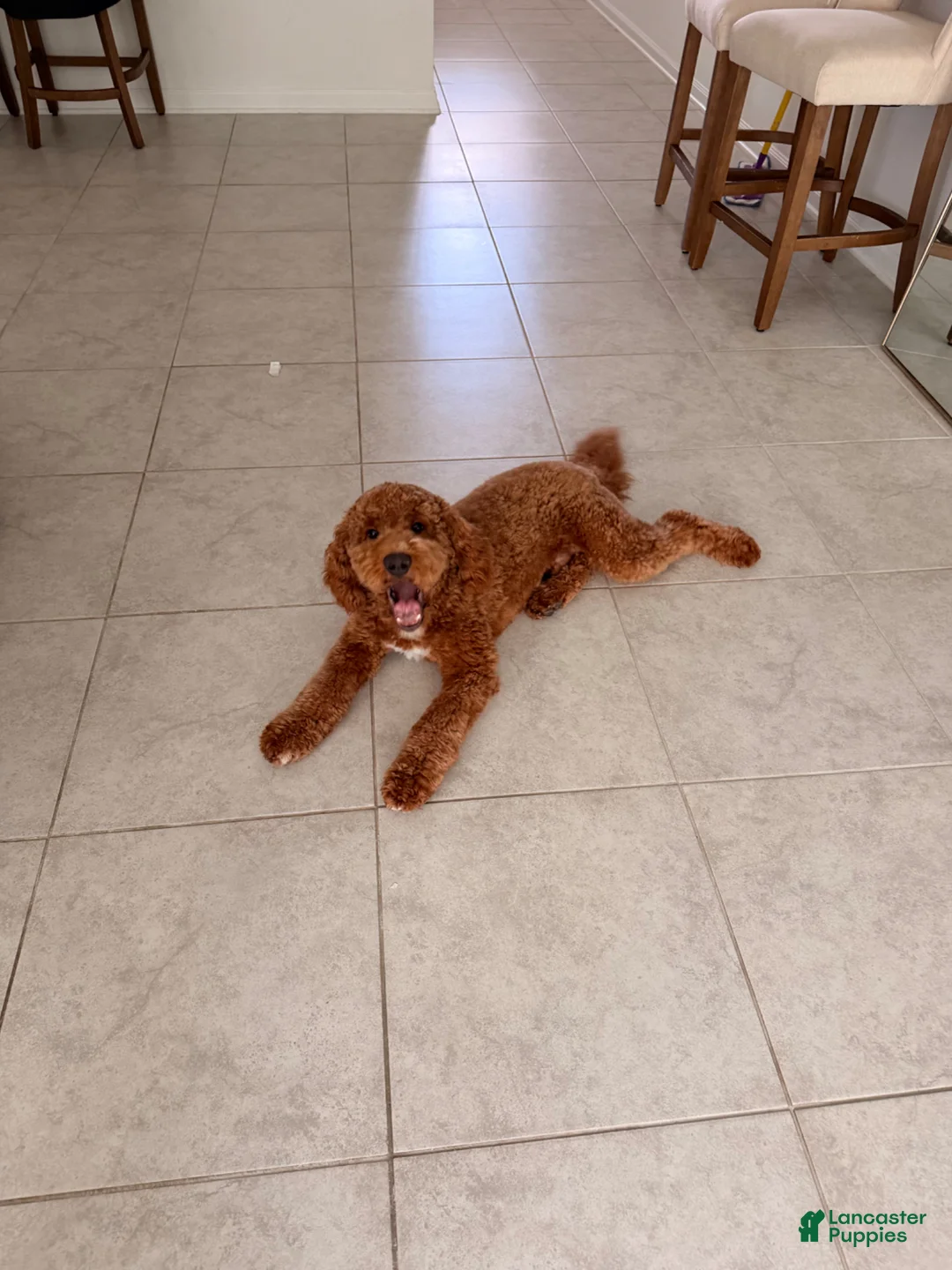 Mini Goldendoodle dogs for sale: Mini Goldendoodle Puppy 1 - Ad 5