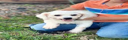 Teddy Bear dogs for sale: Gus - Ad 6