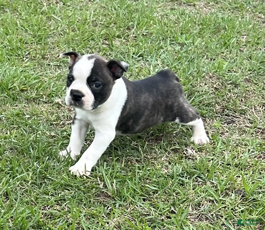Frenchton dogs for sale: Frenchton Puppy 2 - Ad 1