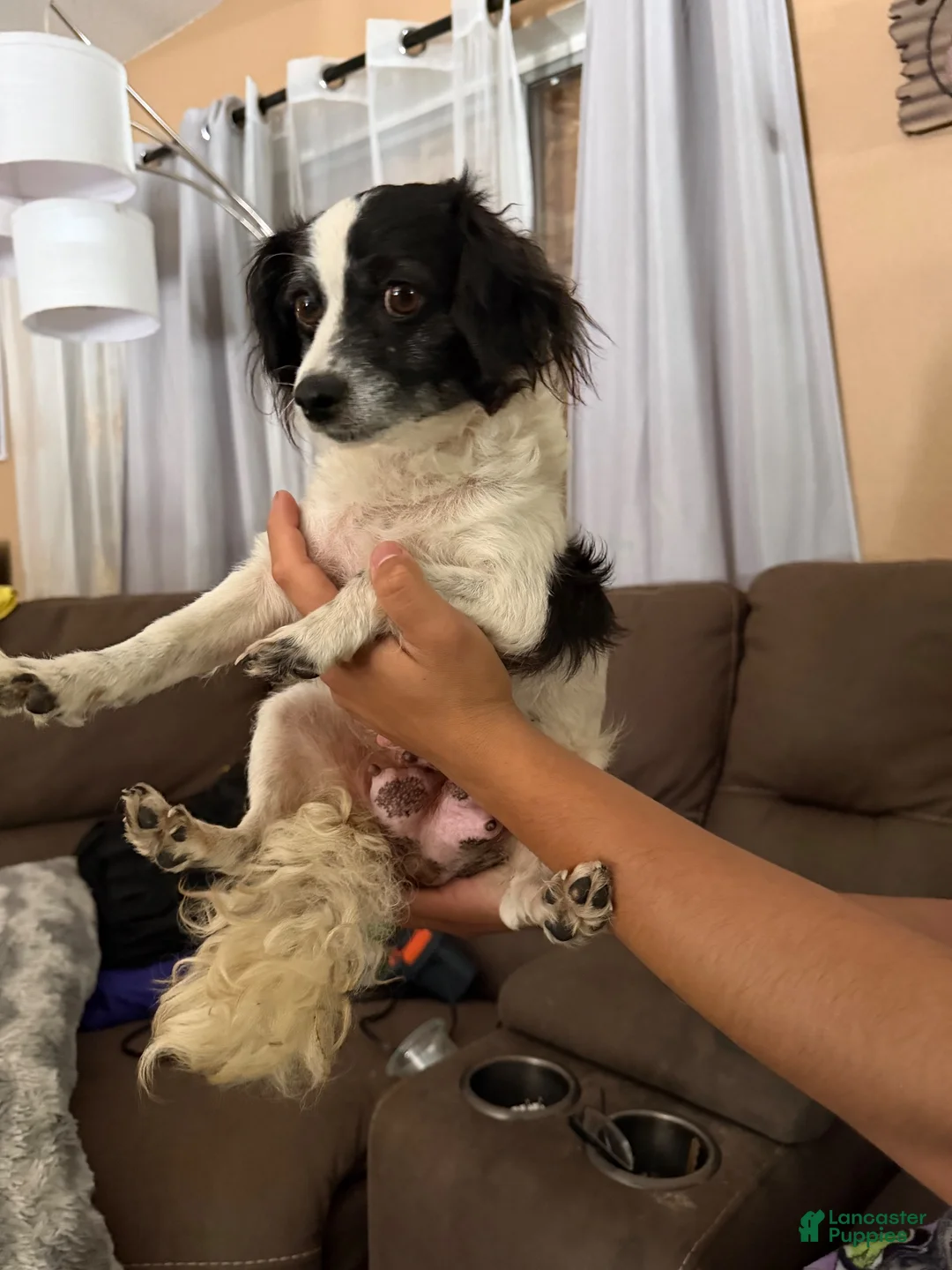 Mixed Breed dogs for sale: Mixed Breed 3 - Ad 4