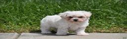 Maltipoo dogs for sale: Ace - Ad 6