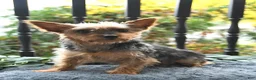 Yorkshire Terrier dogs for sale: Victor - Ad 6