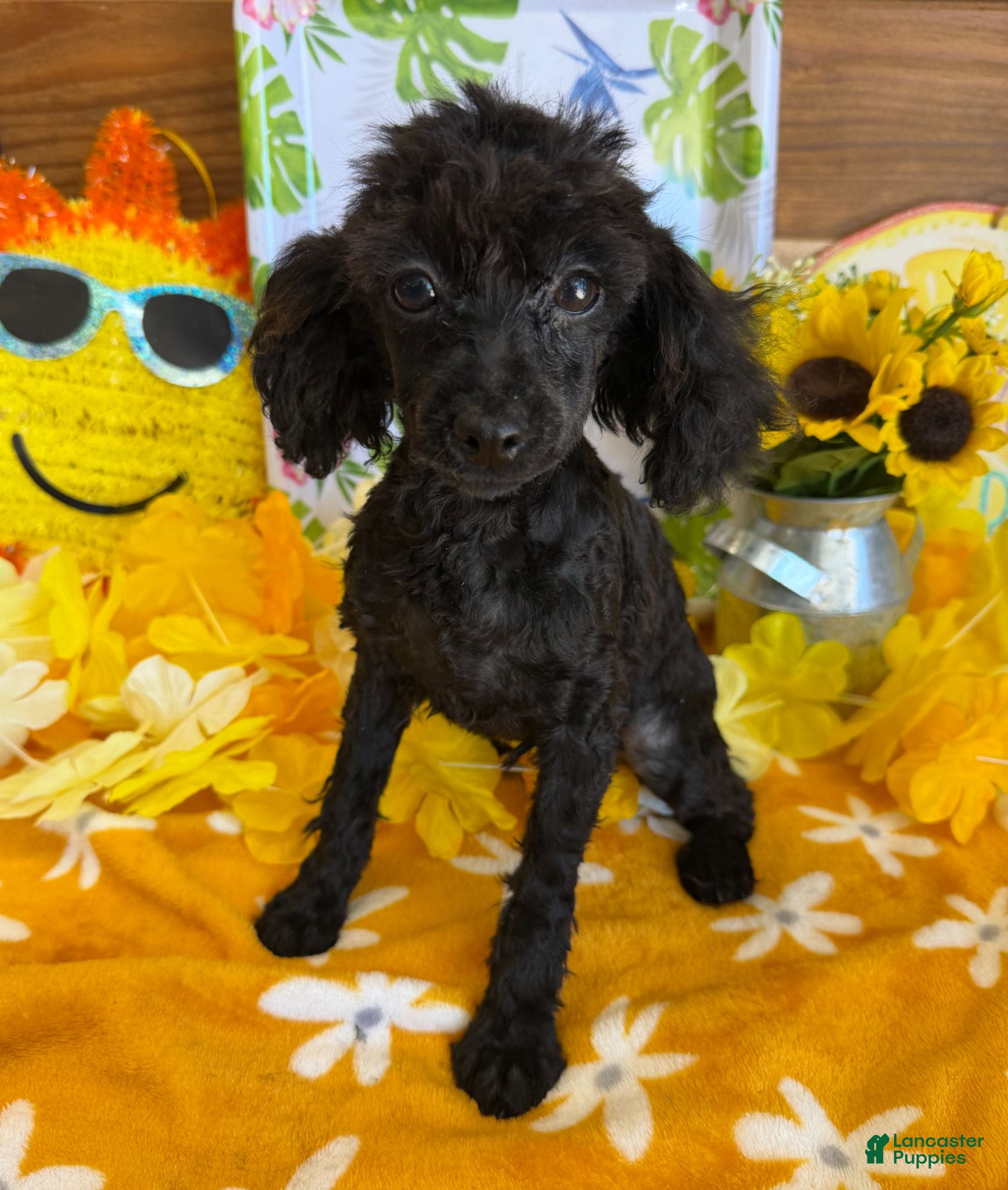Toy Poodle dogs Lilly - Ad 16