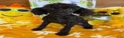 Toy Poodle dogs for sale: Lilly - Ad 1