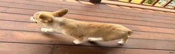 Welsh Corgi Pembroke dogs for sale: DEXER - Ad 14