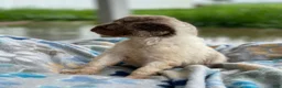 Standard Poodle dogs for sale: Zoey - Ad 14