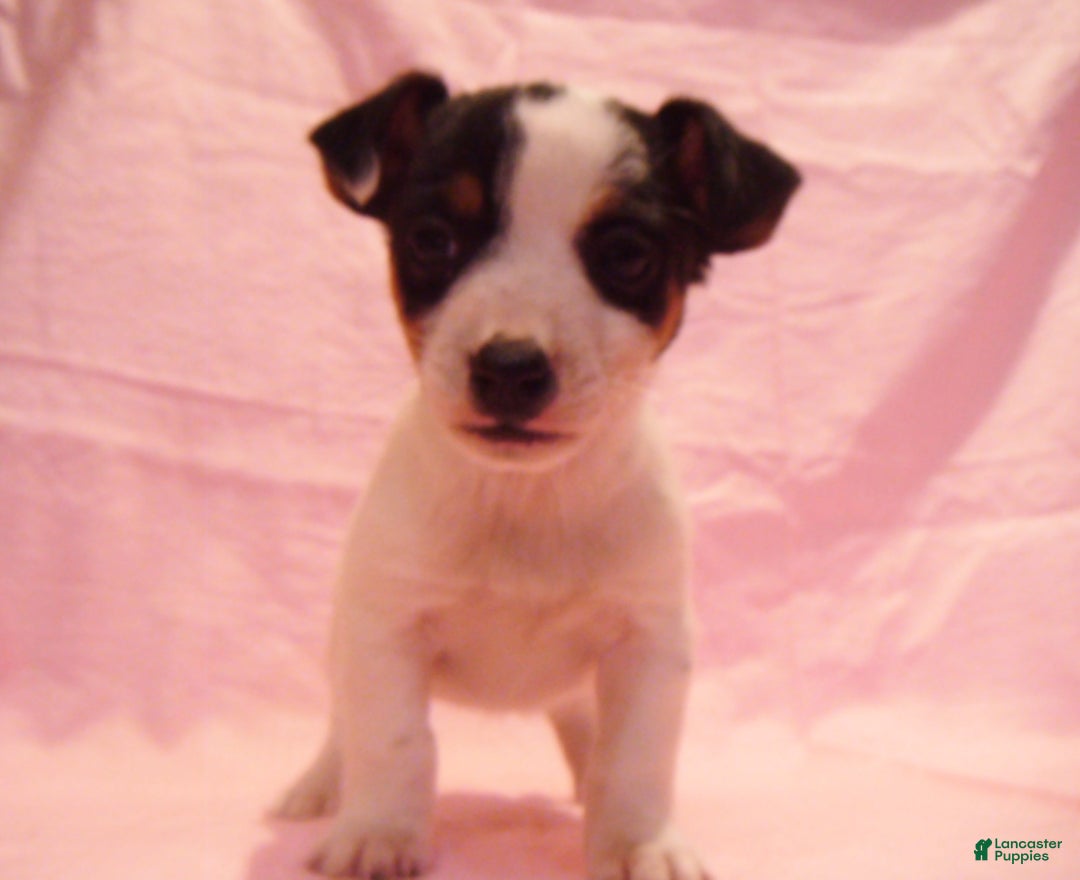 Jack Russell Terrier dogs for sale: Bramble - Ad 3