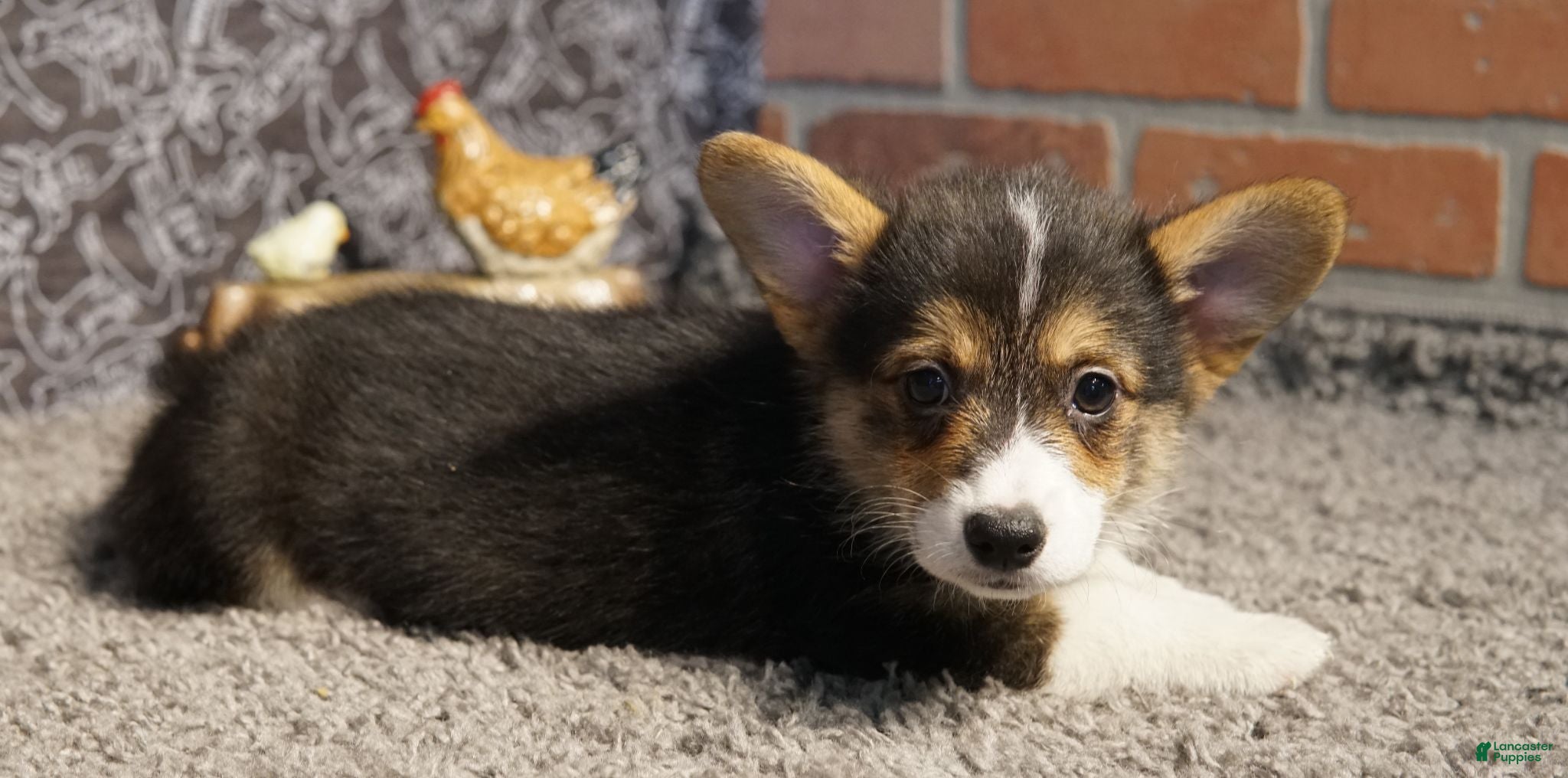 Welsh Corgi Pembroke dogs Tommy - Ad 2
