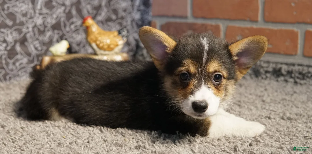 Welsh Corgi Pembroke dogs for sale: Tommy - Ad 2